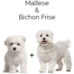 Maltichon Dog